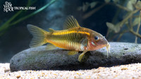 Corydoras sp. "CW010" "Laser Orange Cory"