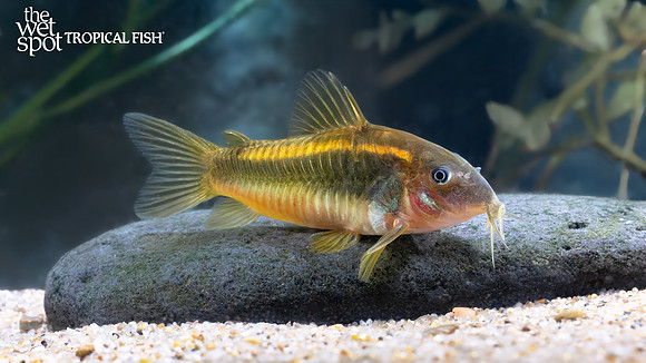 Corydoras sp. "CW010" "Laser Orange Cory"