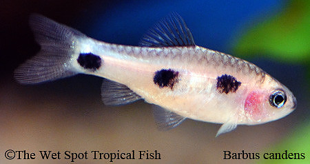 Barbus candens - Red Fin Butterfly Barb