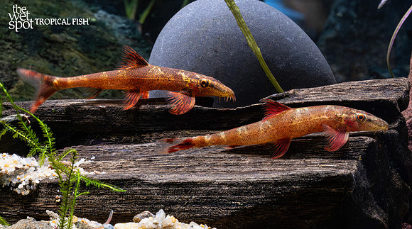 Homaloptera confuzona "Red Lizard Loach"