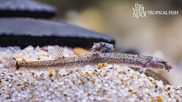 Pangio piperata "Peppered Kuhli Loach"