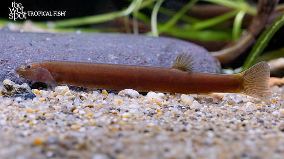 Pangio oblonga"Black Kuhli Loach"