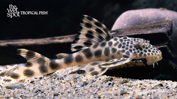 Peckoltia sabaji "L075" "Para Pleco"