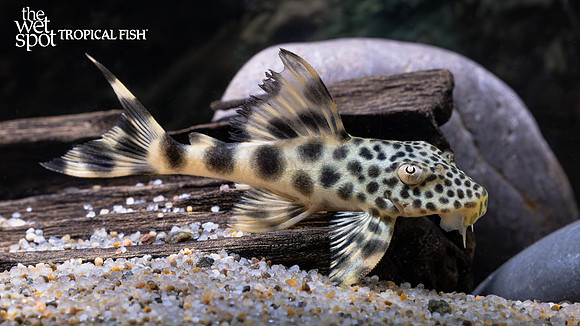 Peckoltia sabaji "L124" "Para Pleco" "Colombia"