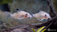 Corydoras reticulatus "Peru"