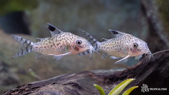 Corydoras reticulatus "Peru"