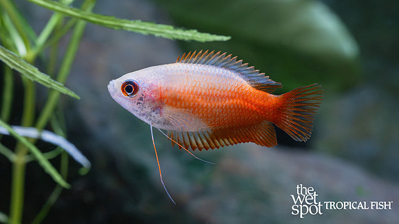 Trichogaster chuna "Fire Honey Dwarf Gourami"