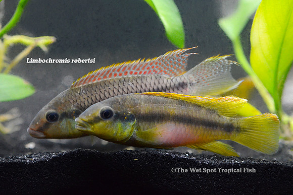 Limbochromis robertsi