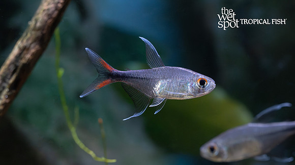 Hemigrammus filamentosus "Phoenix Tetra"