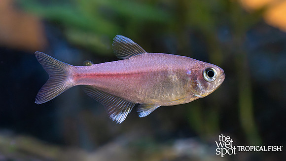 Hyphessobrycon itaparicensis "Pink Lemonade Tetra"