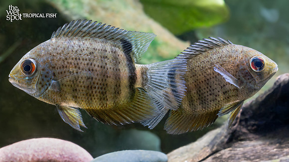 Heros efasciatus "Green Severum"