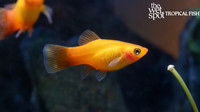 Platys
