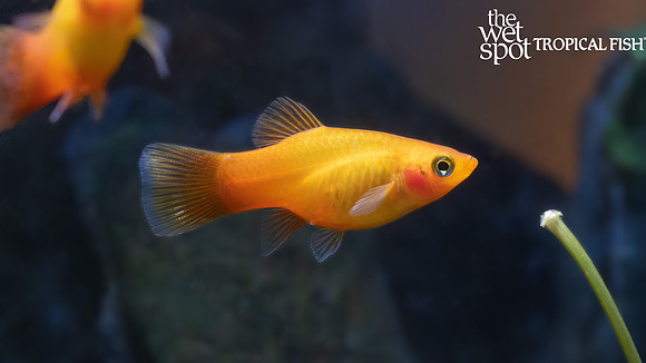 Xiphophorus maculatus "Sunset Platy"