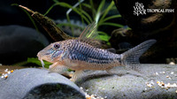 Corydoras sarareensis "Rio Sarare Cory"