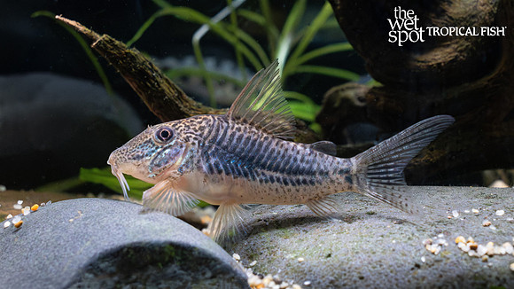 Corydoras sarareensis "Rio Sarare Cory"