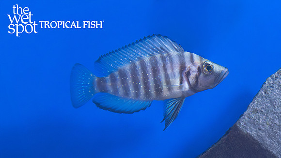 Altolamprologus compressiceps "Black" "Tembwe"