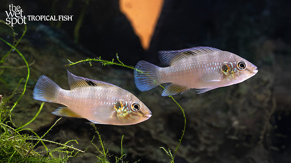 Hemichromis cerasogaster