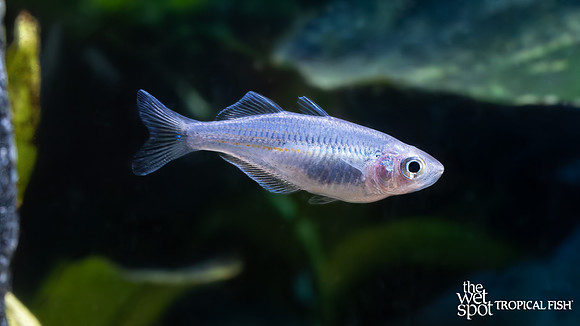 Melanotaenia sp. "Kali Tawa Rainbow"  "Kali Tawa"