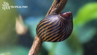 Zebra Nerite Snail
