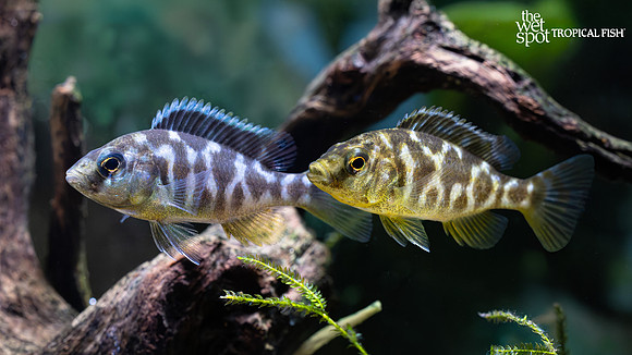 Nimbochromis venustus "Giraffe Hap"