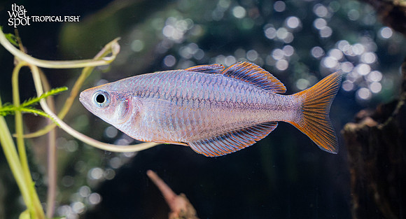 Melanotaenia mairasi "Mairasi Rainbow"
