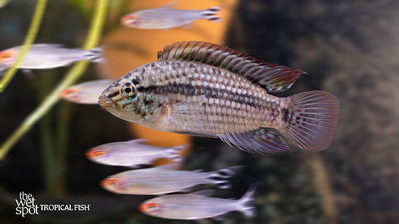 Apistogramma kullanderi "Titanic Apisto"