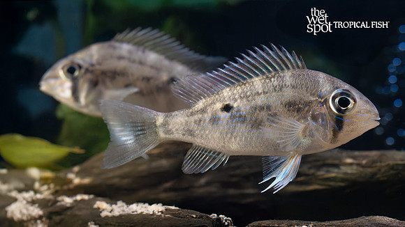 Biotodoma wavrini "Colombia"