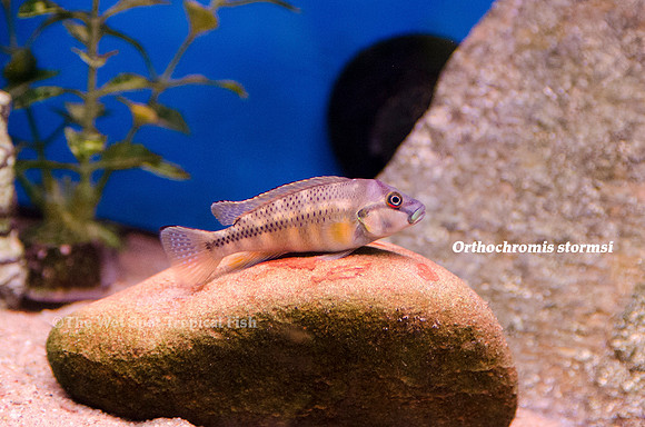 Orthochromis stormsi