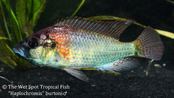 Haplochromis burtoni male
