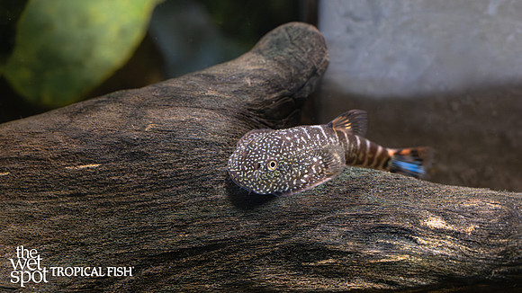 Gastromyzon stellatus "Leopard Borneo Sucker Loach"
