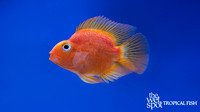 "Cichlasoma" sp.  "Yellow Tiger Parrot Cichlid"