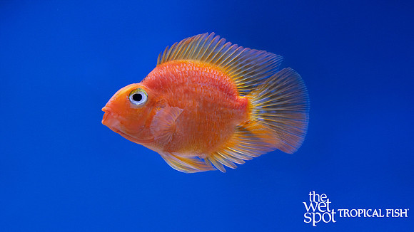 "Cichlasoma" sp.  "Yellow Tiger Parrot Cichlid"