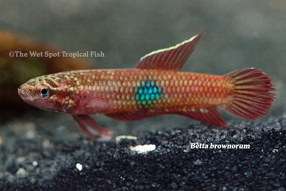 Betta brownorum "Scorpion Betta"