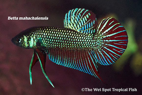 Betta mahachaiensis - Blue Dream/Mahachai Betta