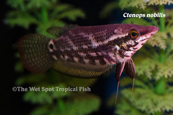 Noble Gourami - Ctenops nobilis