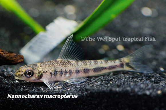 Nannocharax macropterus - Blotched African Darter Tetra