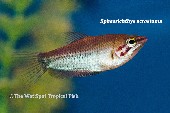 Sphaerichthys acrostoma - Sharpnose Chocolate Gourami