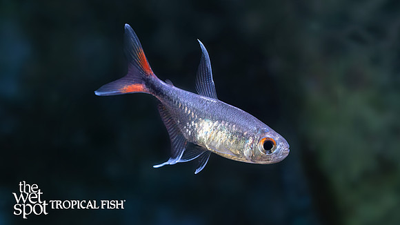 Hemigrammus filamentosus "Phoenix Tetra"