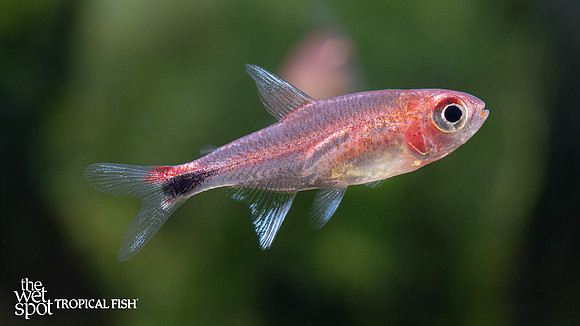 Axelrodia riesei "Ruby Tetra" "Colombia"