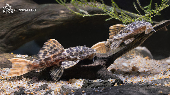 Pseudacanthicus cf. leopardus "L114" "Red Fin Sternella"