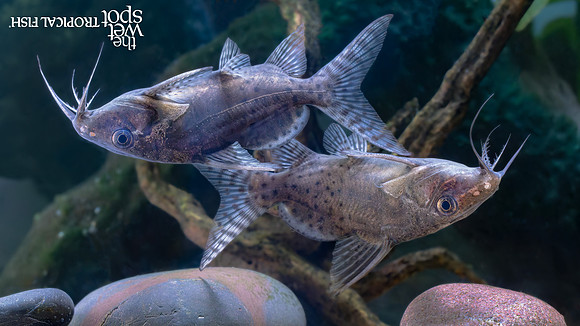 Synodontis batensoda "Giant Upside Down Cat"