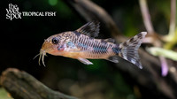 Corydoras froelichi "Emerald Blotch Cory" New