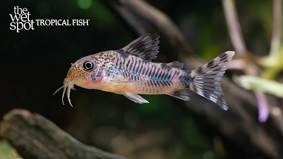 Corydoras froelichi "Emerald Blotch Cory" New