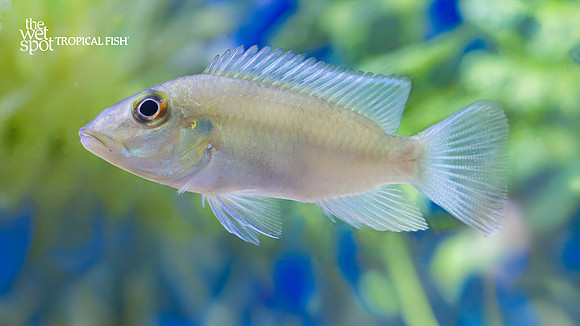 Chromidotilapia guntheri