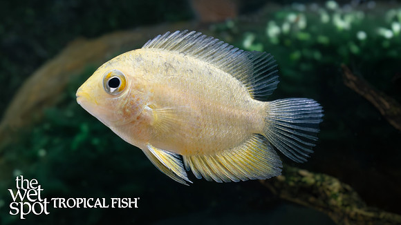 Heros efasciatus "Gold Severum"