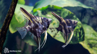 Pterophyllum scalare "Marble Angelfish"