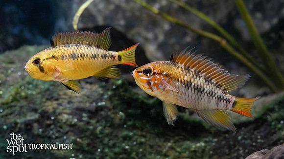 Apistogramma macmasteri "Red Neck"