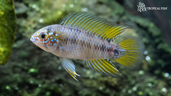 Apistogramma borellii "Opal"