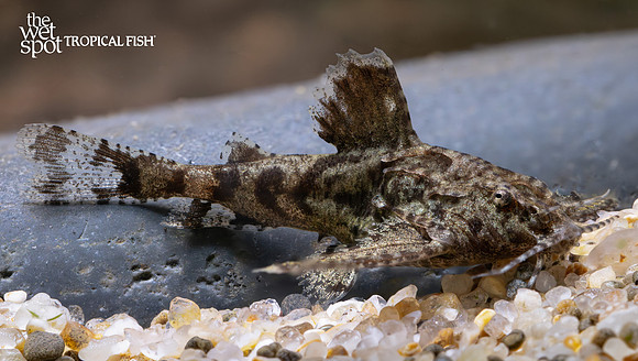 Erethistes jerdoni"Dwarf Anchor Cat"