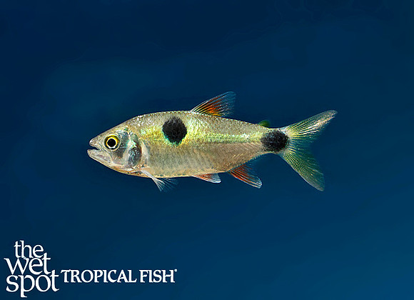 Exodon paradoxus - Bucktooth Tetra